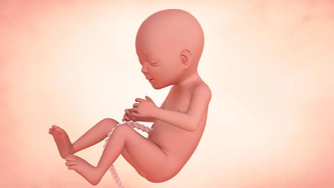 Illustration of baby during 17th week of pregnancy