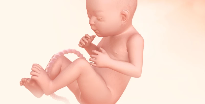 Illustration of baby during 28th week of pregnancy