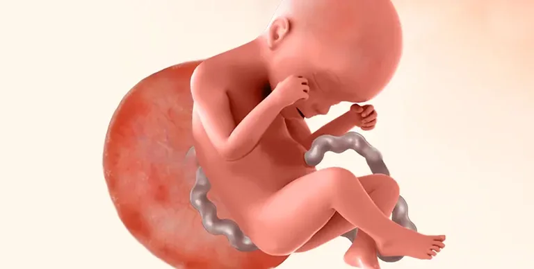 Illustration of baby during 24th week of pregnancy