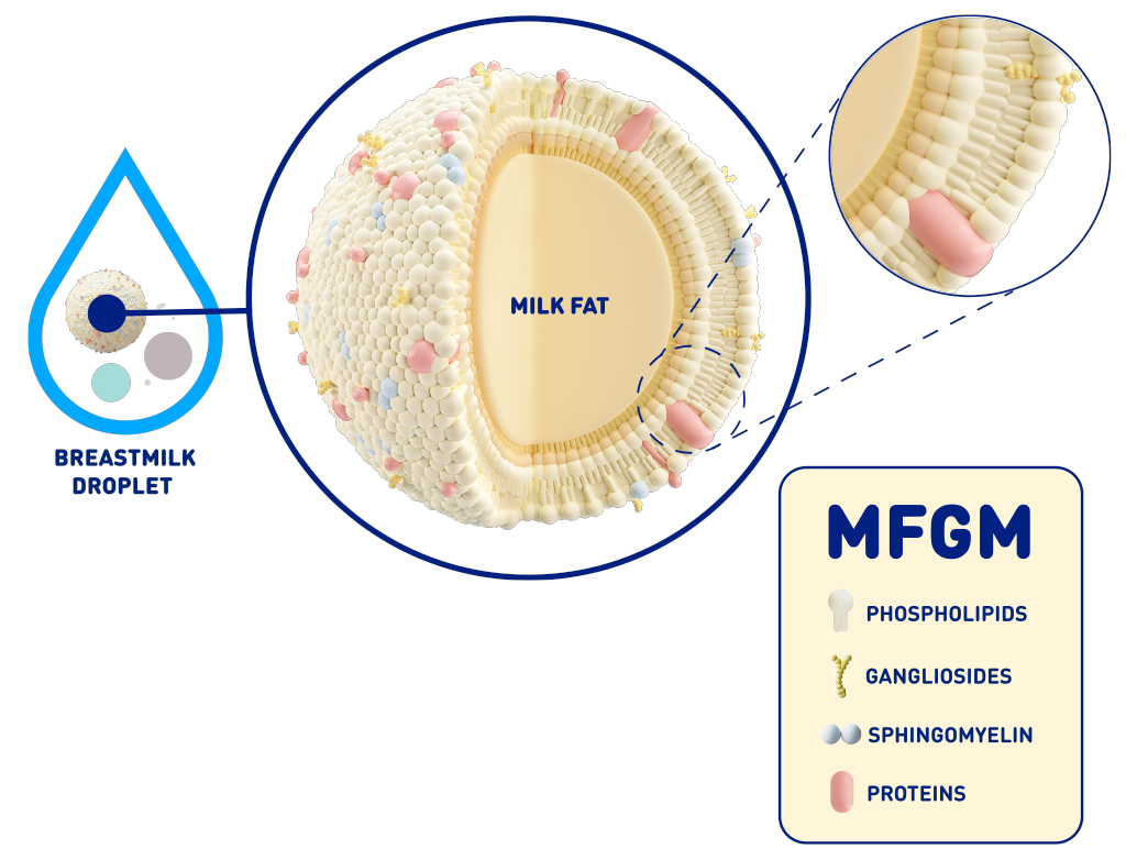 Diagram showing what's in MFGM