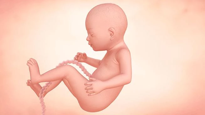 Illustration of baby during 24th week of pregnancy