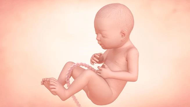 Illustration of baby during 27th week of pregnancy