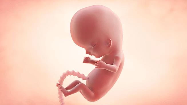 Illustration of baby during 10th week of pregnancy