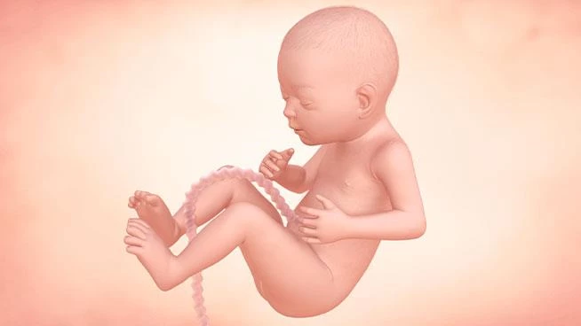 Illustration of baby during 26th week of pregnancy