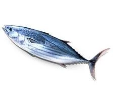 Tuna