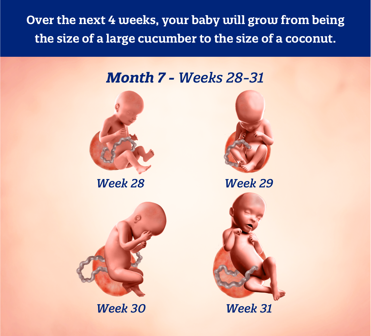 Month 7 weeks 28-31: Over the next 4 weeks, your baby will grow from being the size of a large cucumber to the size of a coconut.