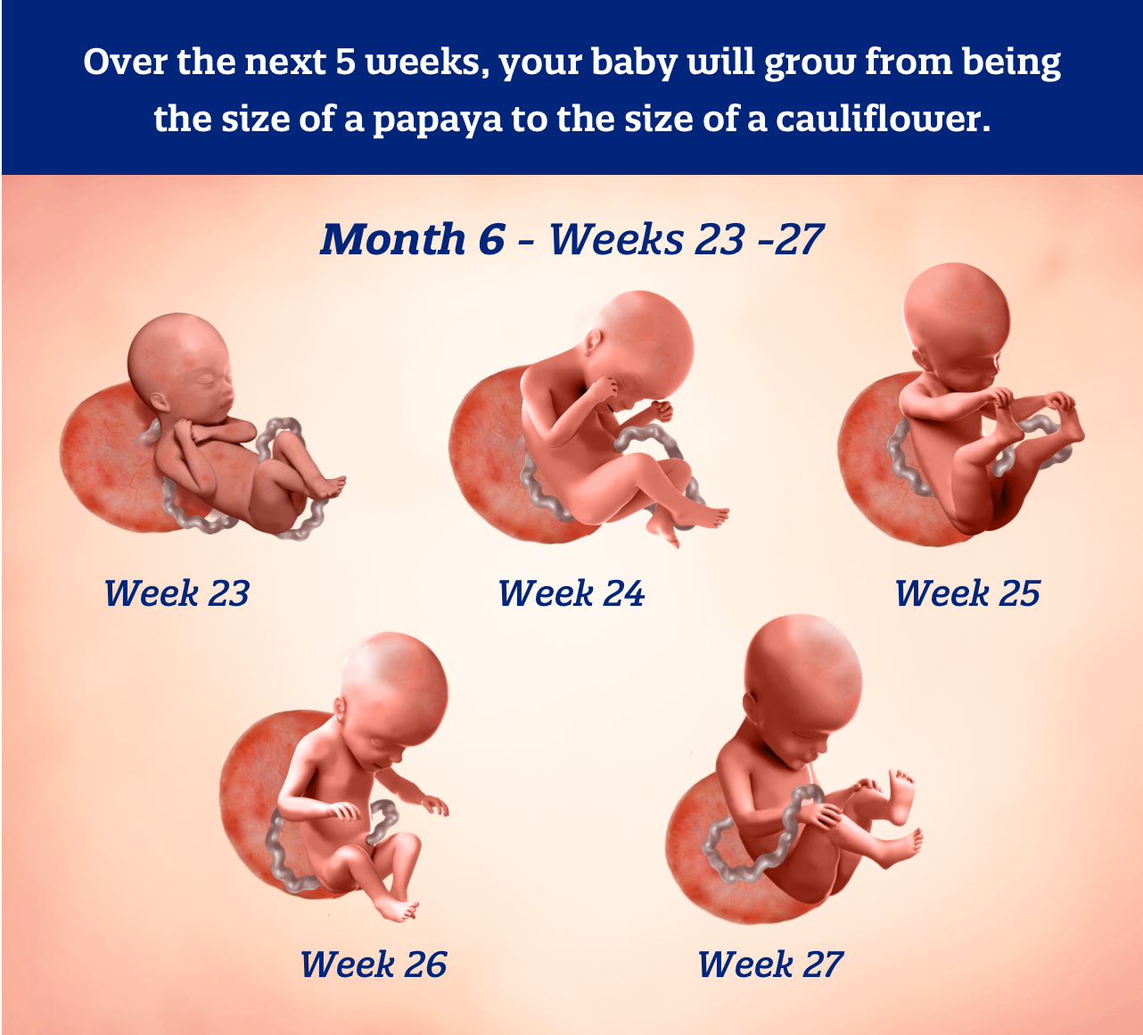 Month 6 weeks 23-27: Over the next 5 weeks your baby will grow from being the size of a papaya to the size of a cauliflower.