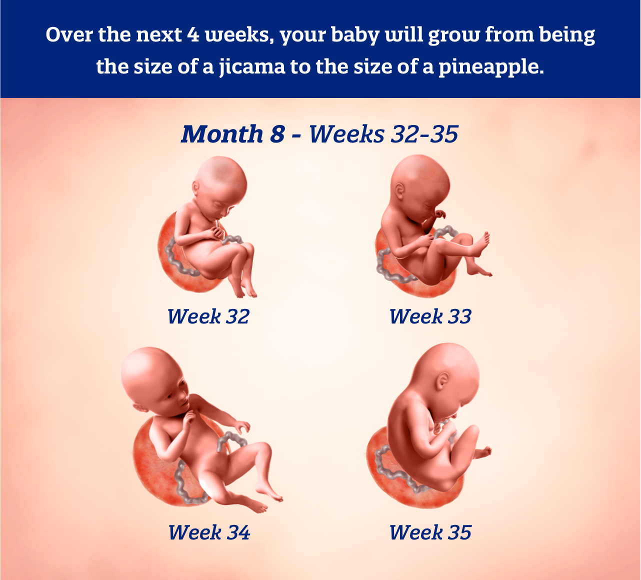 Month 8 weeks 32-35: Over the next 4 weeks, your baby will grow from being the size of a jicama to the size of a pineapple.