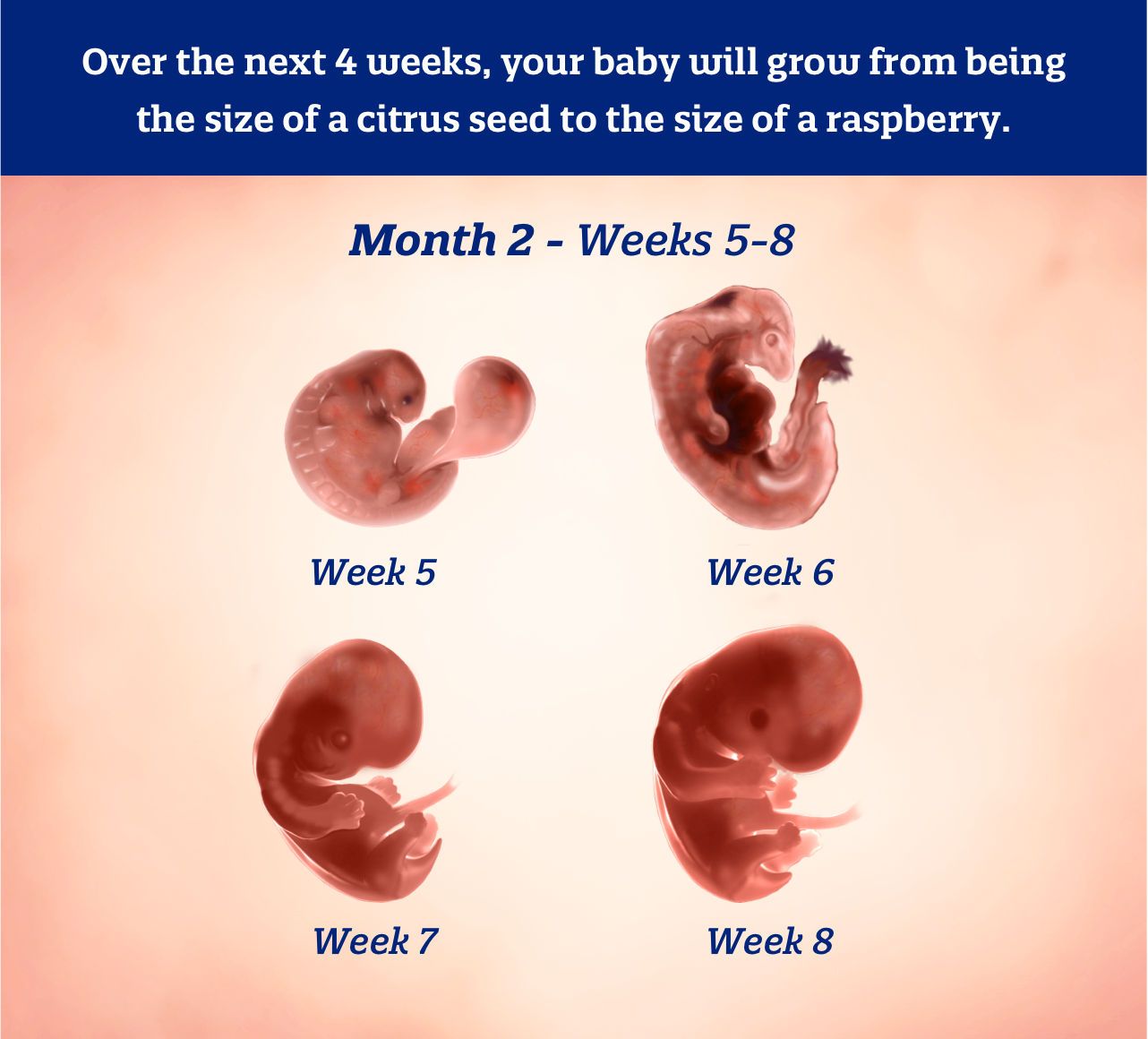 Month 2 weeks 5-8: Over the next 4 weeks, your baby will grow from being the size of a citrus seed to the size of a raspberry.